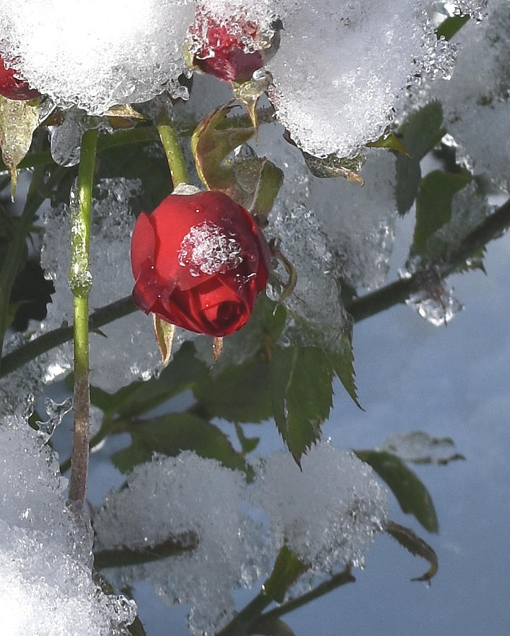 A Rose in the Winter Photograph by Donald Barnett