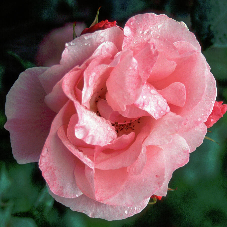 Pink Rose with Dew Drops Photograph - A single old style pink rose by Seeables Visual Arts