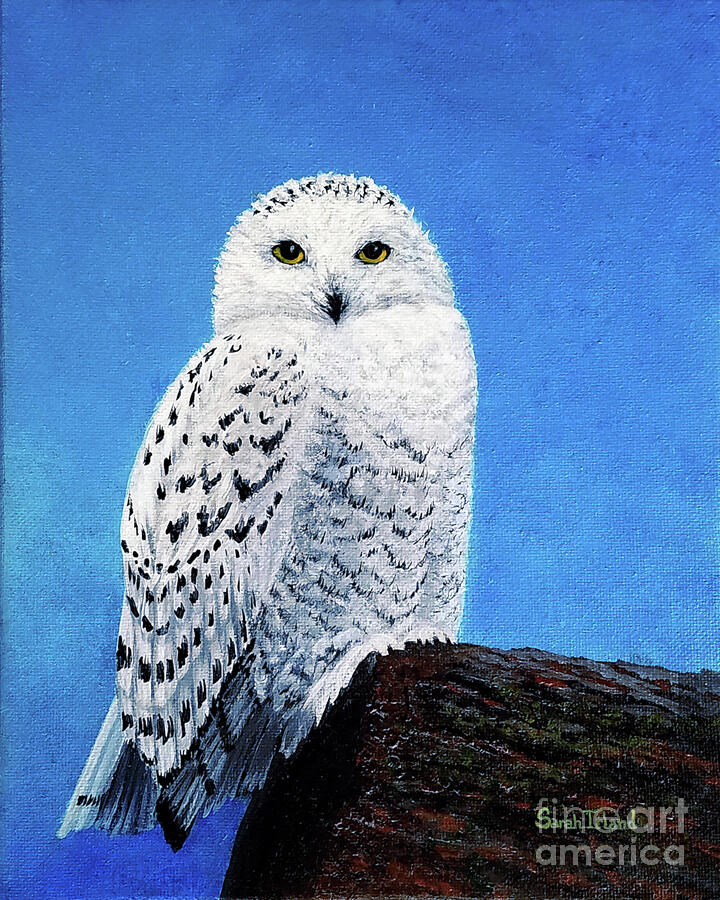 A Snowy Owl for Magnus Painting by Sarah Irland