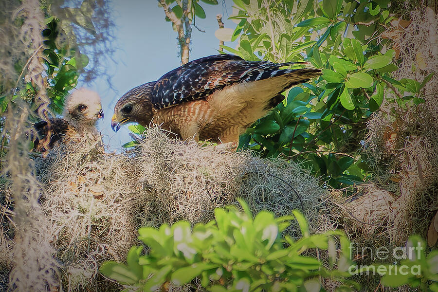 A Special Moment-A Red-Shouldered Hawk_With_Her_Chick Photograph by Mary Lou Chmura