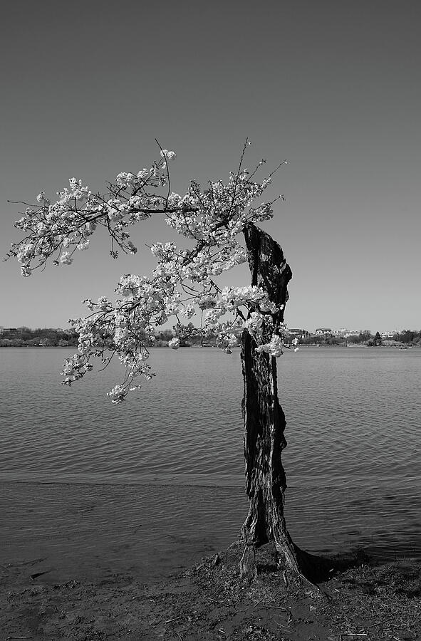 A study of Stumpy in black and white Photograph by Richard Reeve