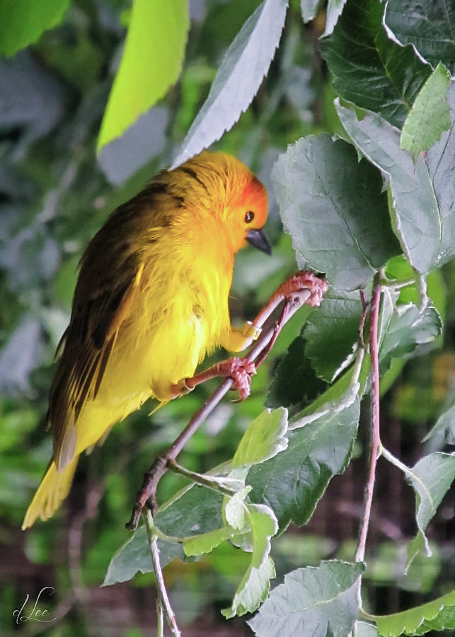 A Sun Conure Parakeet enjoying the sun Photograph by D Lee