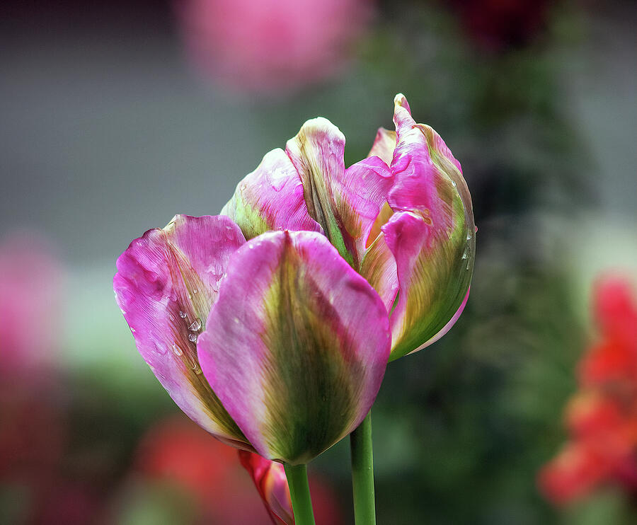 A Tulip at Descanso Photograph by Joe Schofield