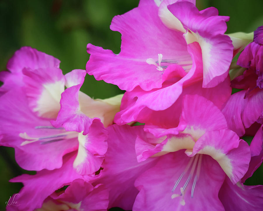 A Vibrant Gladiolus Flower Photograph by D Lee