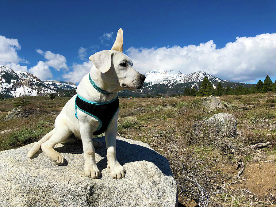 A windy day for a white Labrador Puppy near Mammoth Mountain ski area. Photograph by Waterdancer