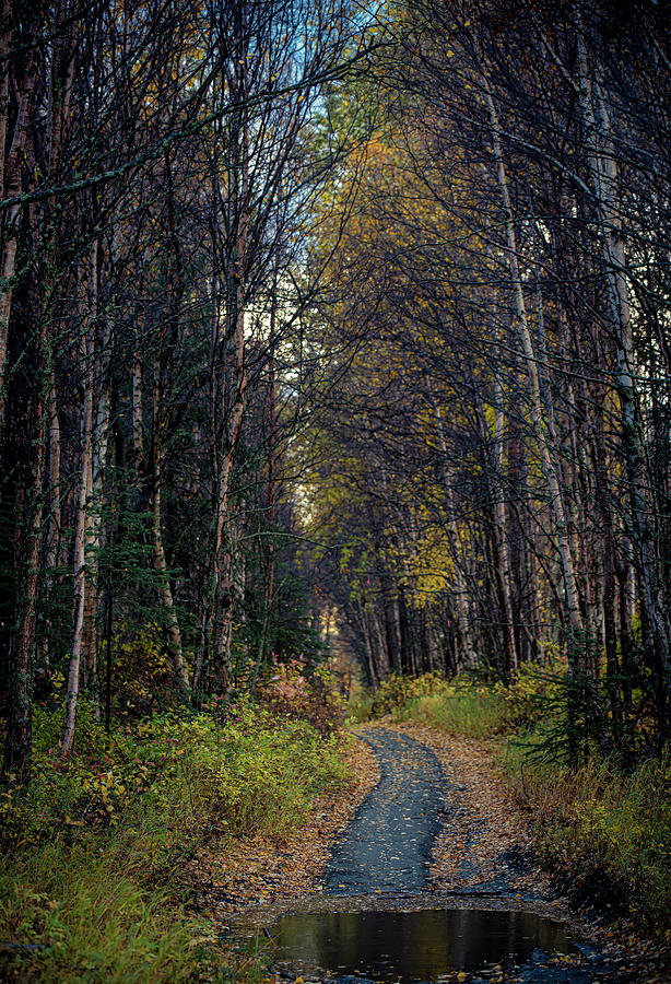 Abandoned Path Photograph by David Morefield