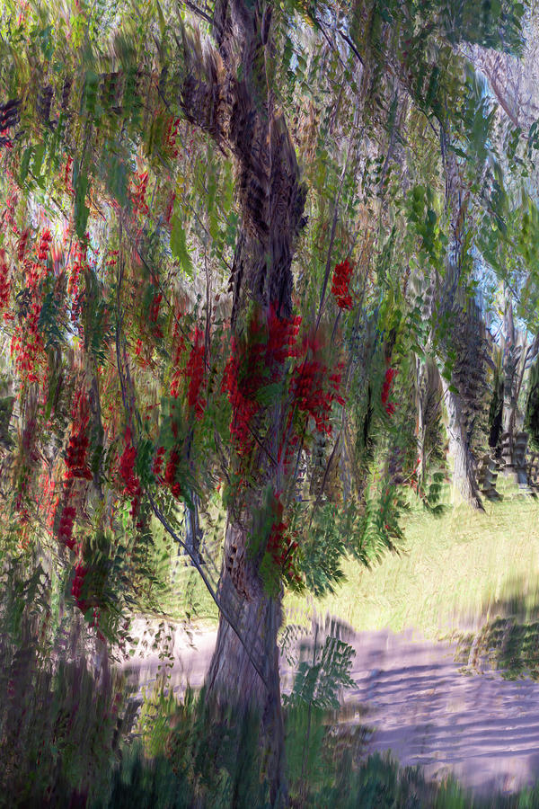 Abstract Arboreal Symphony Photograph by Linda Ryma