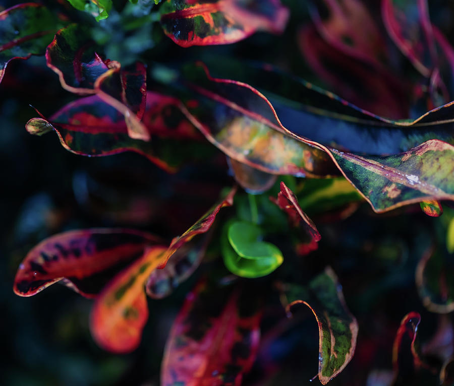 Abstract Croton Photograph by Shannon Williams