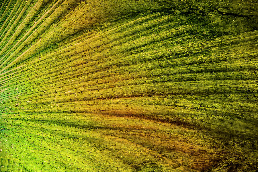 Abstract of Green Thin Ice Photograph by Charles Floyd