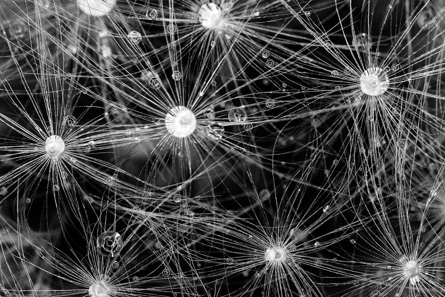 Abstract Waterdrops Photograph by Crystal Wightman