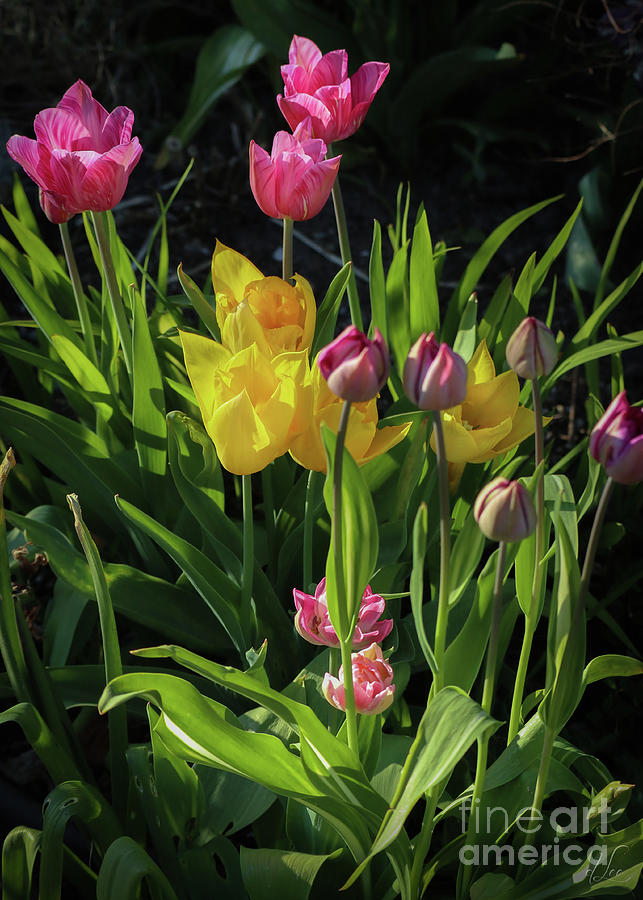 Abundant Joy Photograph by D Lee
