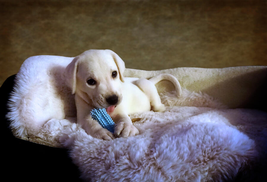 Adorable White Labrador Puppy Portrait - Fine Art Photograph by Waterdancer