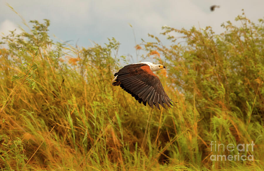 Eagle in Flight Over Grasslands Photograph - African Fishing Eagle Flight by Natural Focal Point Photography