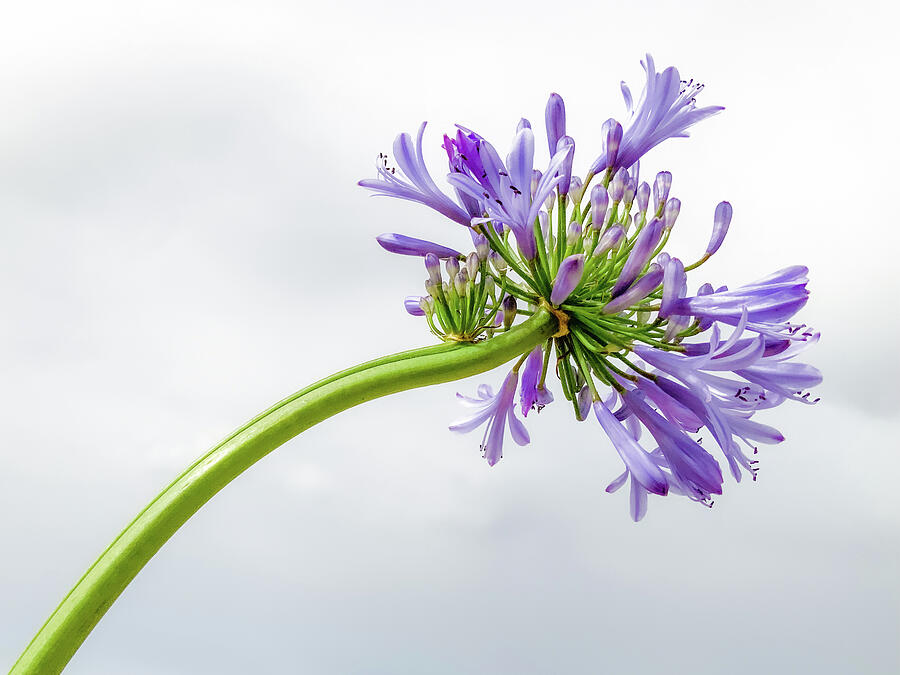 African lily Photograph by Anorel