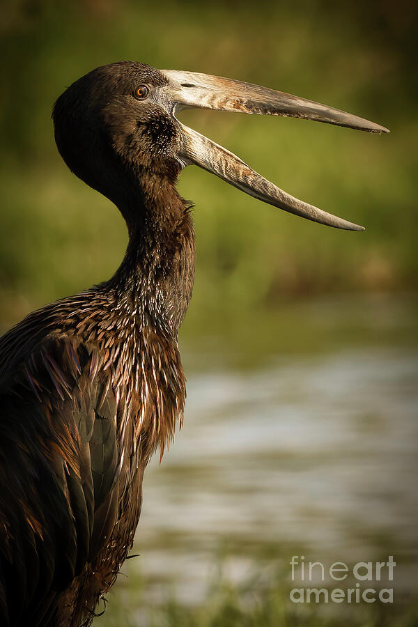 Open-billed Stork by Riverside Photograph - African Open-bill by The Chobe River by Natural Focal Point Photography
