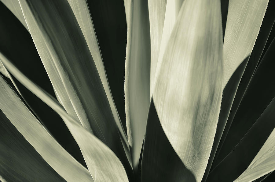 Agave Photograph by Rebecca Herranen