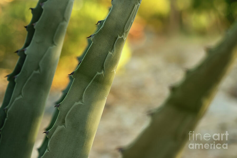 Agave - The Geometry of Silence Photograph by Dodie Ross