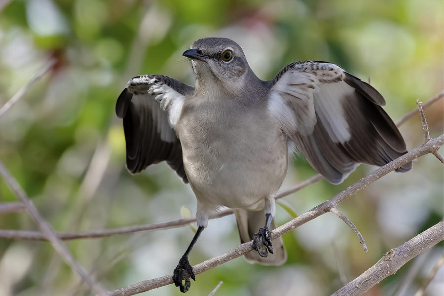 Aggressive Photograph by RD Allen