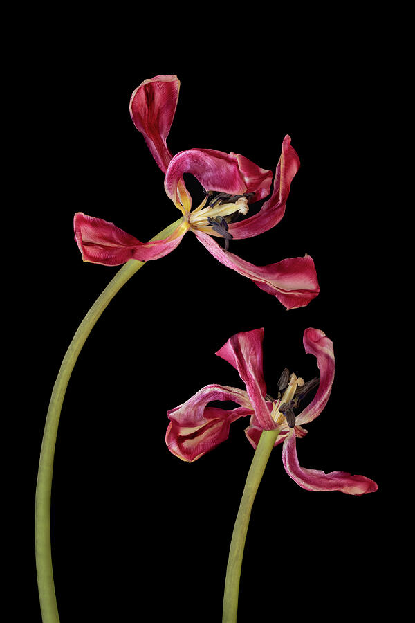 Elegant Wilted Tulips on Black Photograph - Aging Together by Elvira Peretsman