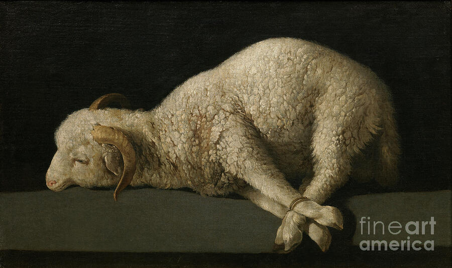 Francisco de Zurbarán, Agnus Dei, c. 1635-1640: a white lamb with curled horns lies on a grey stone ledge against a black background, its legs bound together, its eyes half closed