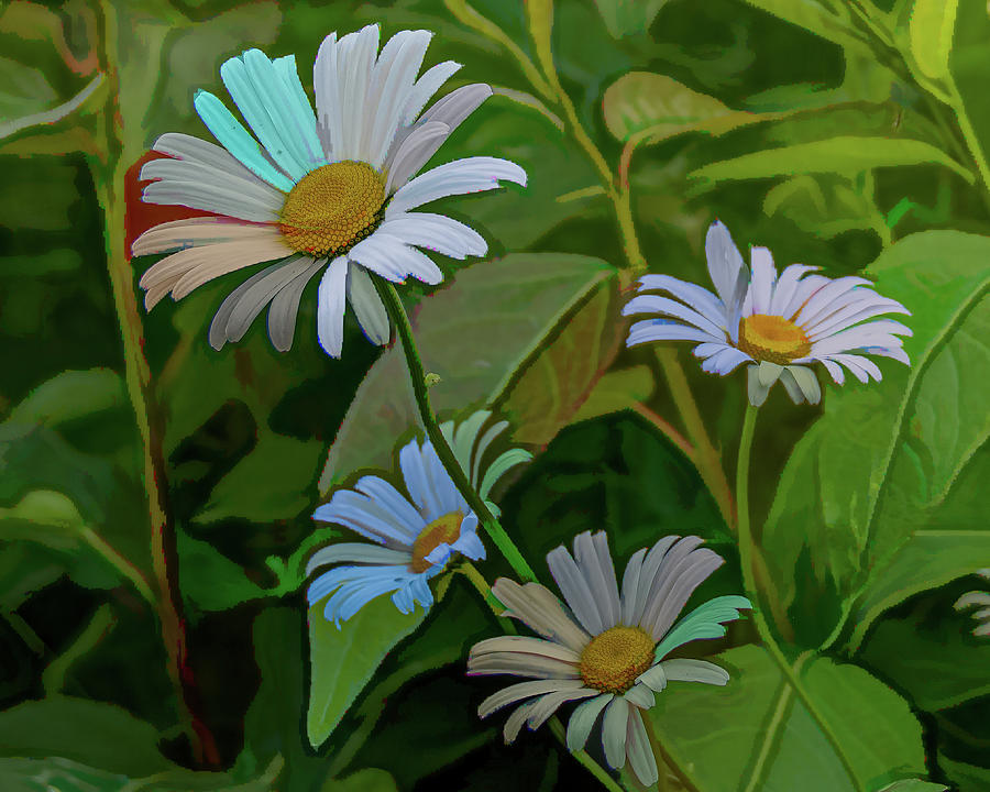 Alaska Daisy Photograph by Douglas Wielfaert