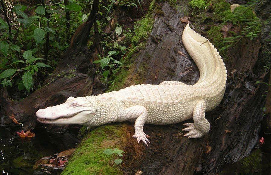Albino Alligator Photograph by Bencasso B