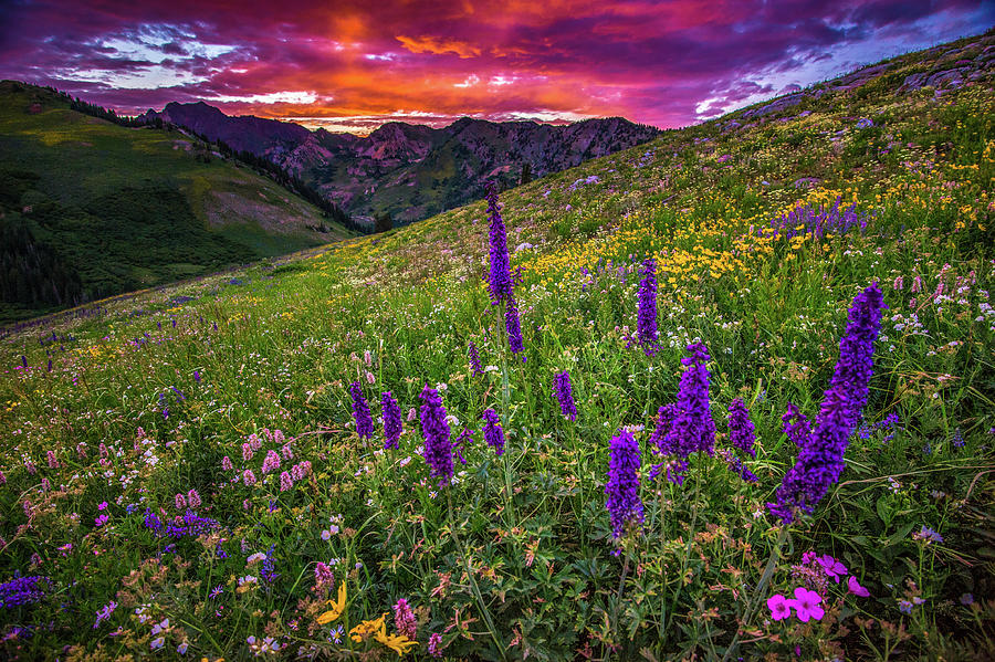 Albion Basin Sunset on Wildflowers Photograph by Abbie Warnock