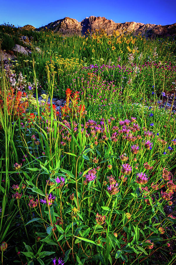 Albion Basin Wildflowers and Devils Castle - Vertical Photograph by Abbie Warnock