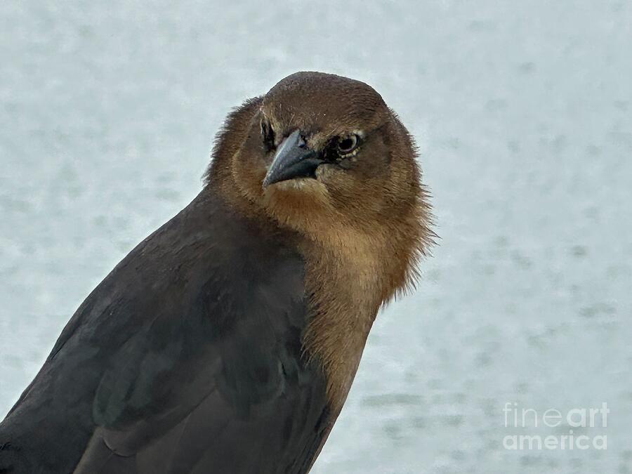 Alert Bird by the Water Photograph - Alert Bird by the Water by Catherine Wilson