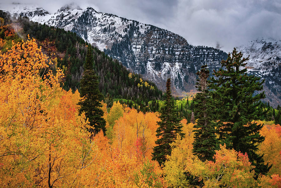 Alpine Loop Aspens and Mount Timpanogos, Utah Photograph by Abbie Warnock