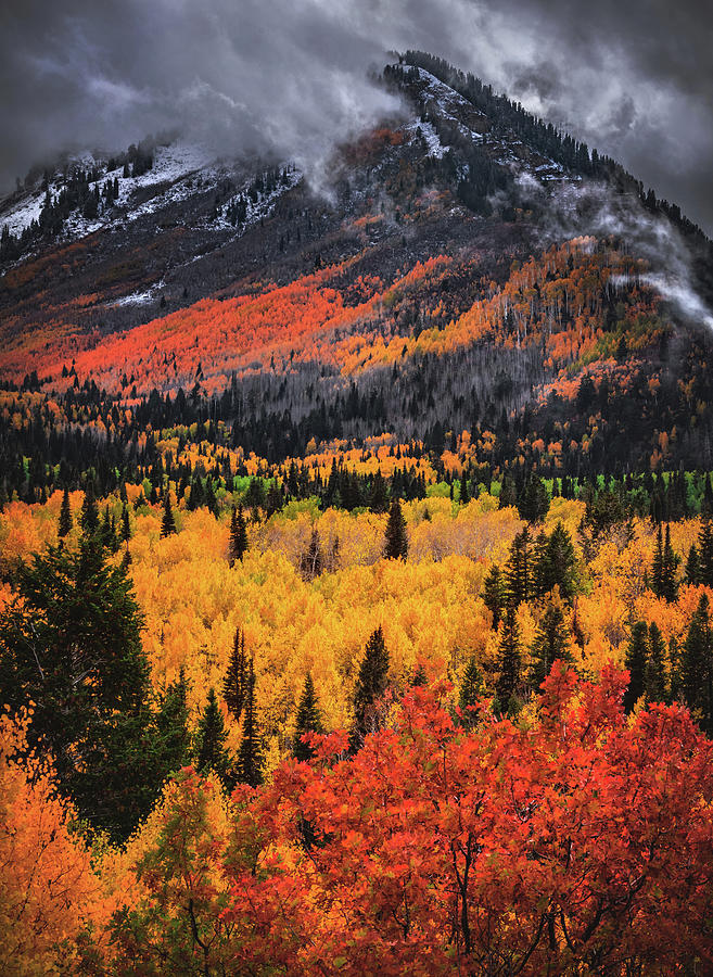 Alpine Loop Aspens and Mount Timpanogos, Utah - Vertical Photograph by Abbie Warnock