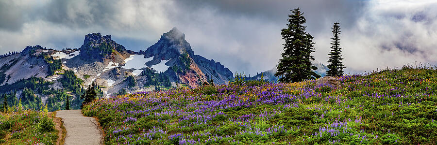 Alpine Trails Mt Rainier Washington Photograph by Tommy Farnsworth