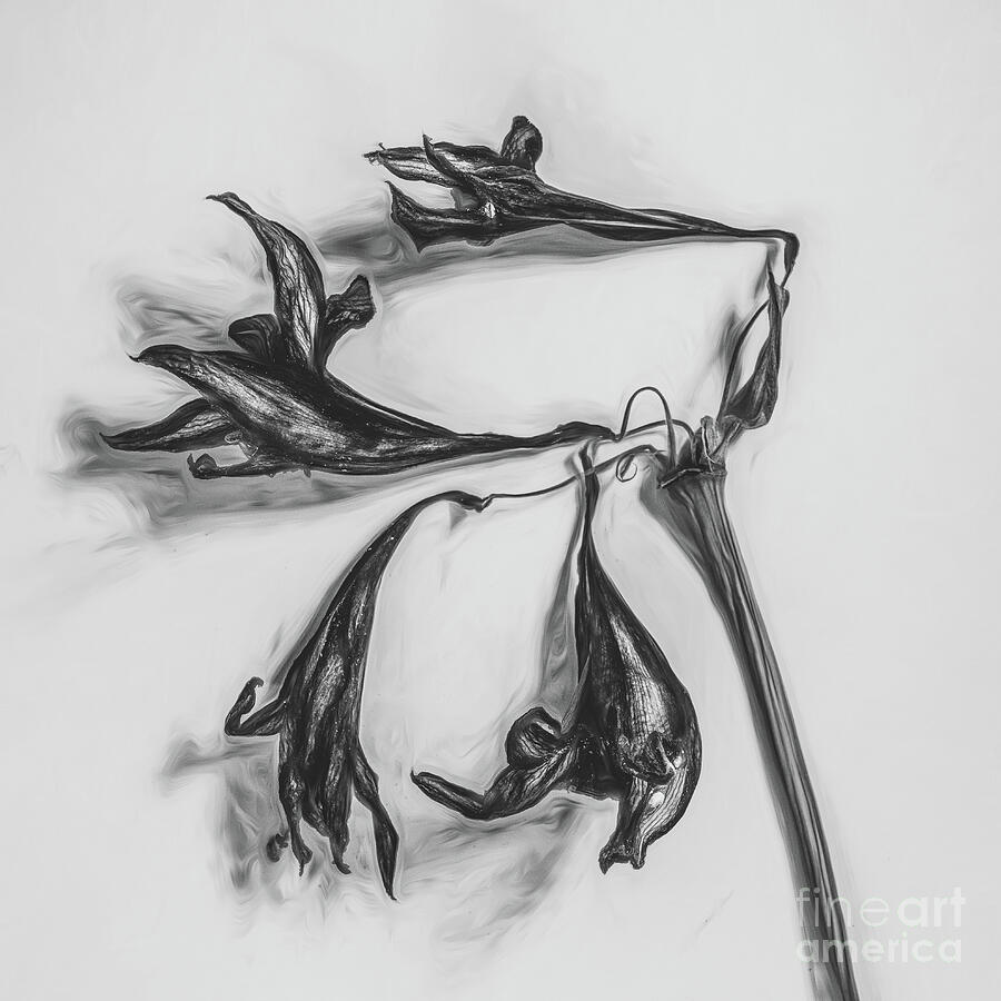 Amaryllis - Silent Farewell Photograph by Dodie Ross