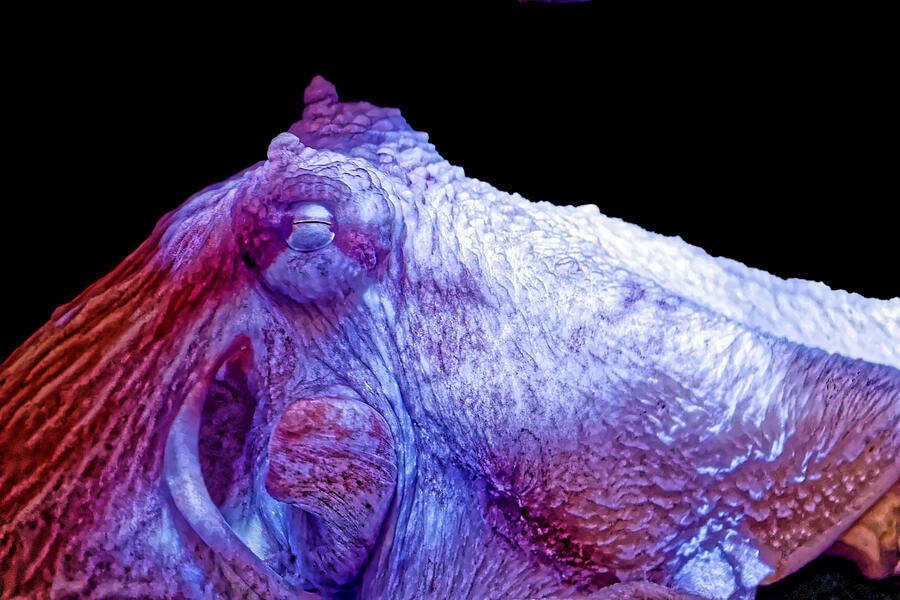 Vivid Octopus Close-Up Photograph - Amazing Giant Pacific Octopus by KJ Swan