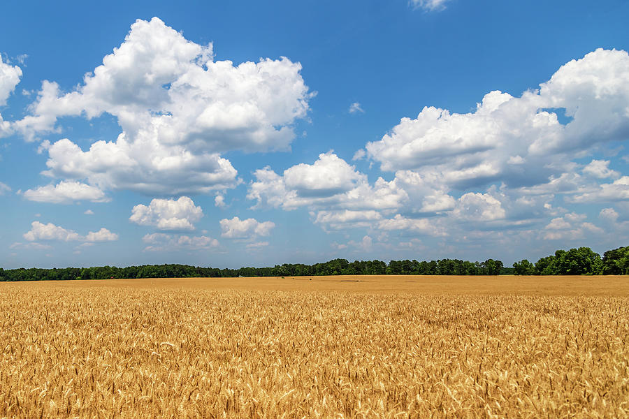 Amber Waves of Grain by Charles Hite