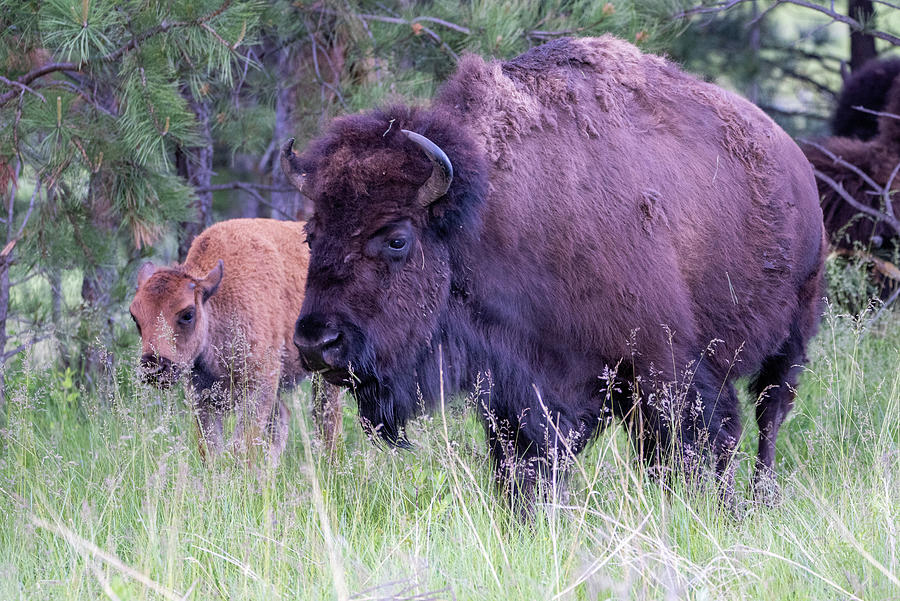 American Bison Photograph by Matt Halvorson