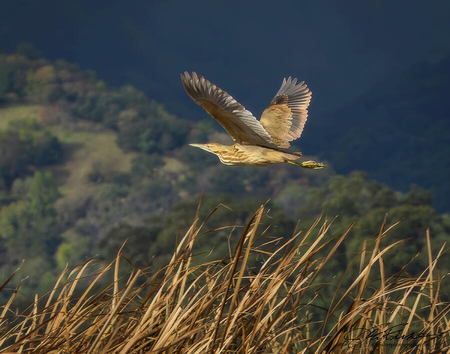 Heron in Flight Over Marshland Photograph - American Bittern in Flight Over Marshland by Joe Fisher