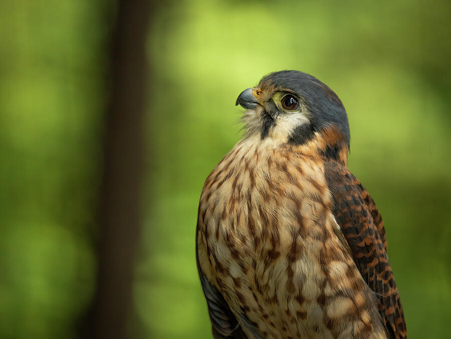American Kestrel Photograph by Dodie Ross