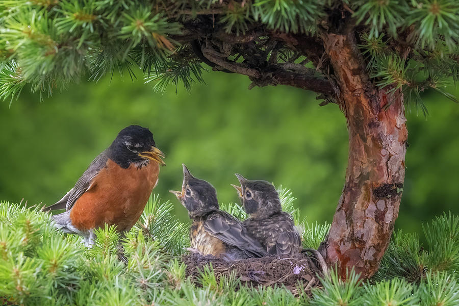 American Robin Nest Photograph by Susan Candelario