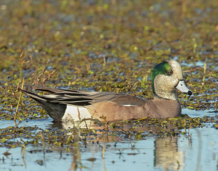 American Wigeon Photograph by Jim E Johnson