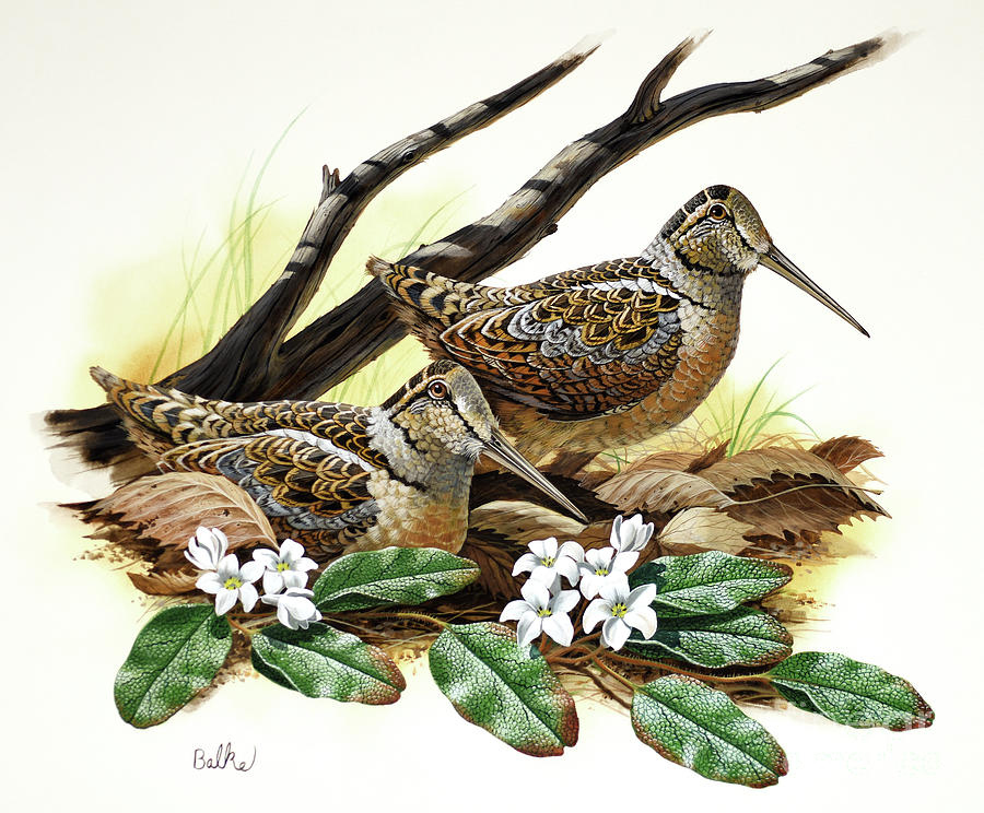 American Woodcock and Mayflower Painting by Don Balke