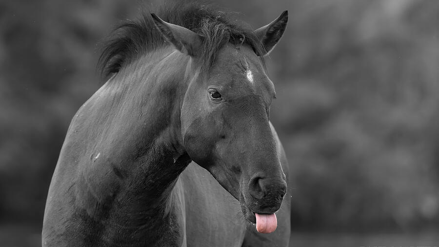 Unfixed Stallion An Unimpressed Stallion. by Paul Martin