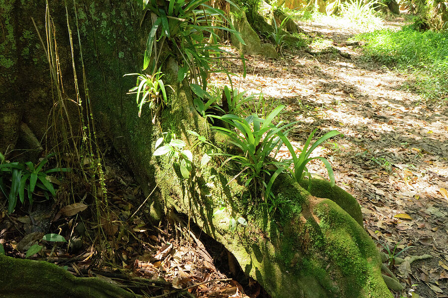Ancient Root by Randall Saltys