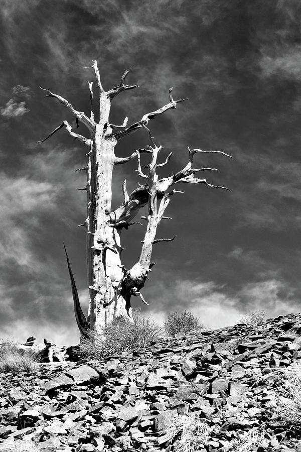 Ancient Soldier Photograph by American Landscapes