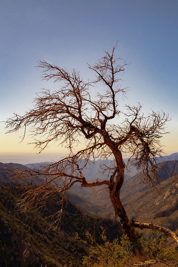 Lone Tree on Mountain Edge Photograph - Angeles Crest Highway 6 by Cindy Robinson