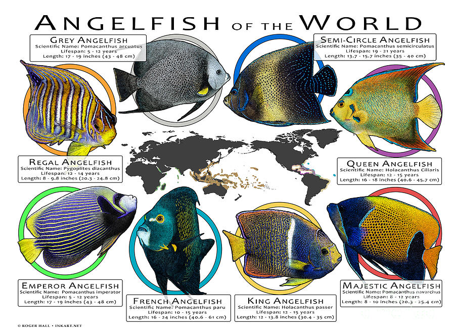 Angelfish of the World by Roger Hall