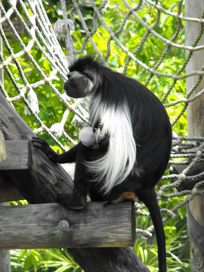 Angolan Colobus Monkey  mom and baby Photograph by Doreen Rosselli