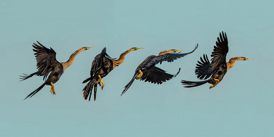 Four Birds in Flight Photograph - Anhinga 85-86-87-88A by Sally Fuller