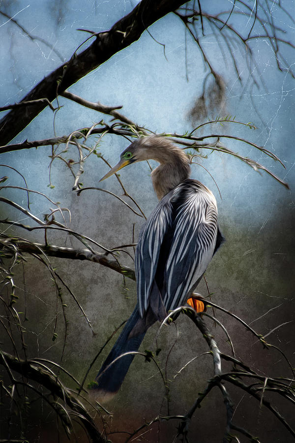Anhinga Photograph by Crystal Wightman