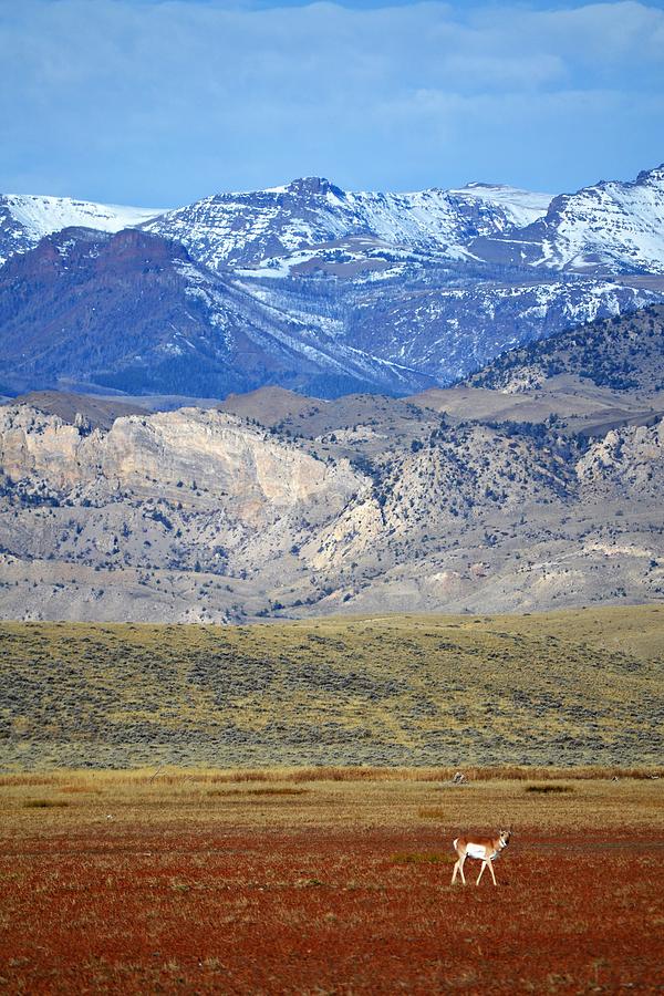 Antelope #2 Photograph by Alden White Ballard